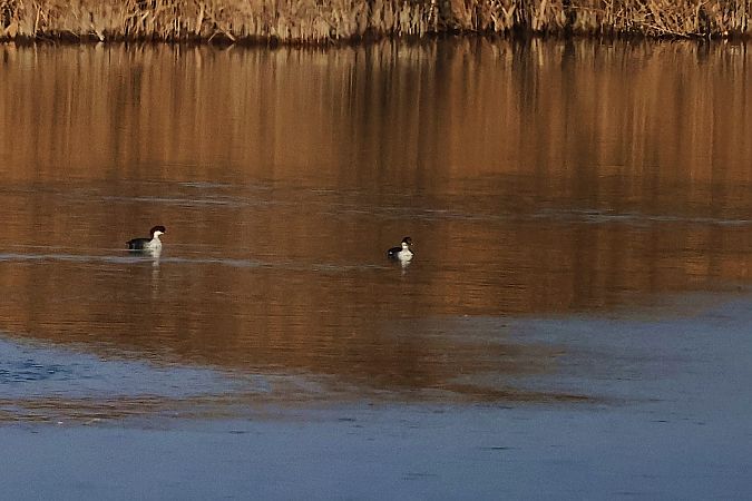 bielaczek  - Krzysztof Czajowski