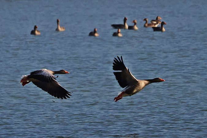 gęgawa  - Krzysztof Czajowski