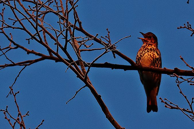 śpiewak  - Krzysztof Czajowski