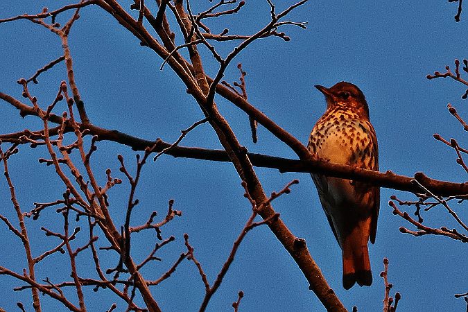 Singdrossel  - Krzysztof Czajowski