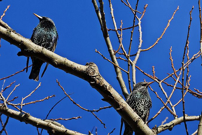 szpak  - Krzysztof Czajowski