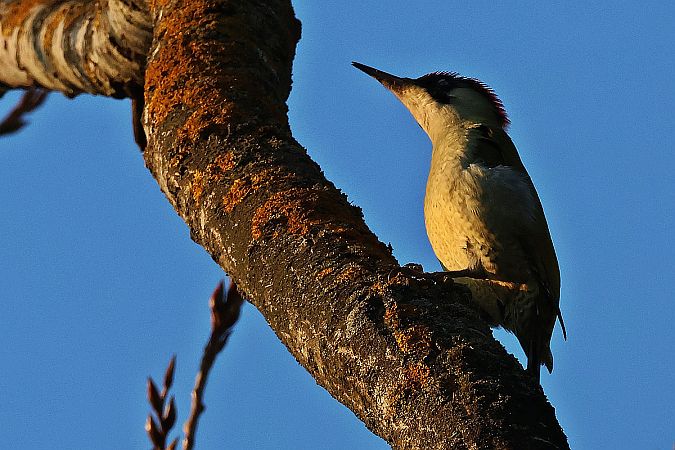 dzięcioł zielony  - Krzysztof Czajowski