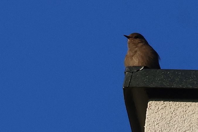 kopciuszek  - Krzysztof Czajowski