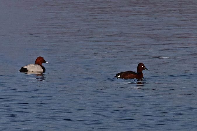 Moorente  - Krzysztof Czajowski