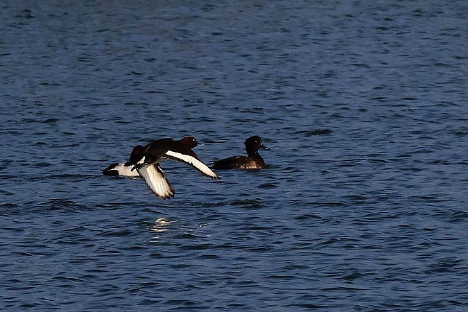 Fuligule nyroca  - Krzysztof Czajowski