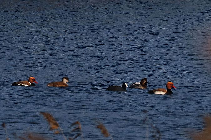 Kolbenente  - Krzysztof Czajowski