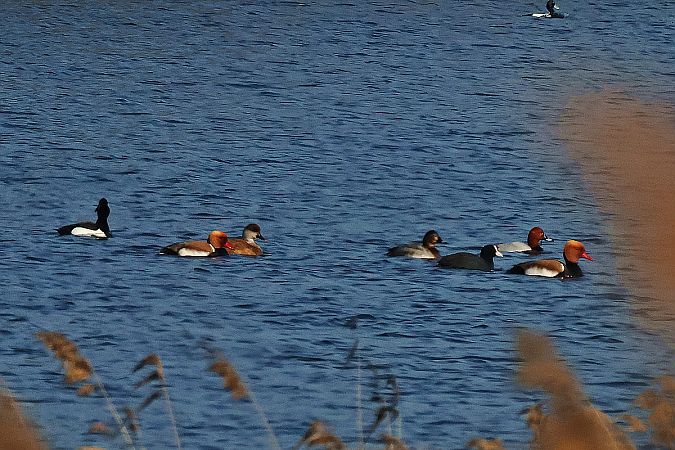 Nette rousse  - Krzysztof Czajowski