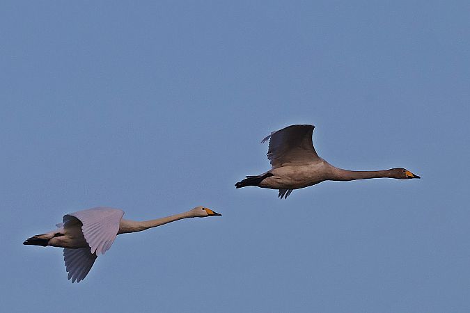 łabędź krzykliwy  - Krzysztof Czajowski