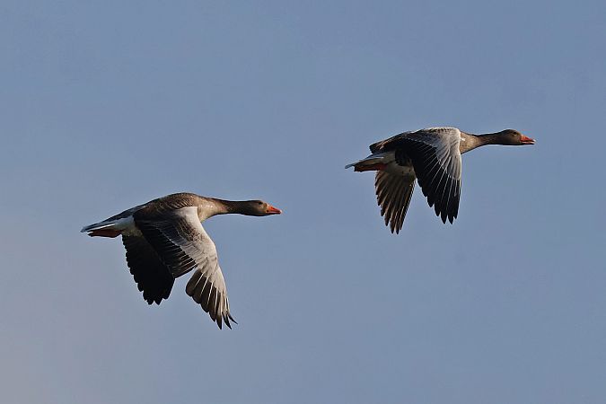 gęgawa  - Krzysztof Czajowski