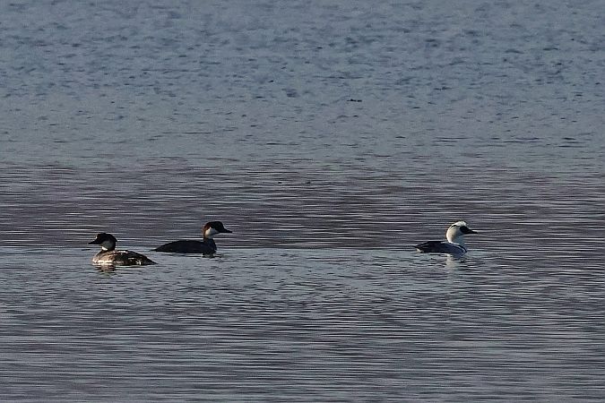 bielaczek  - Krzysztof Czajowski