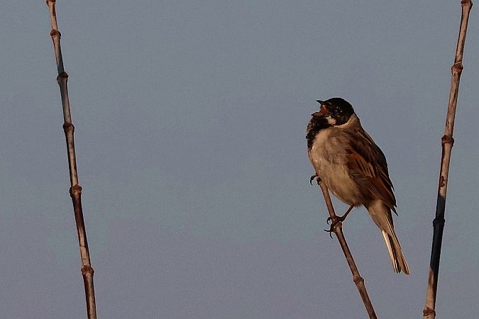 potrzos  - Krzysztof Czajowski