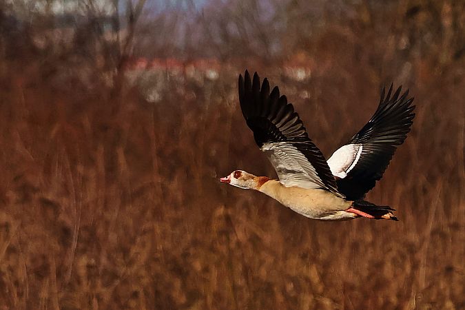 Nilgans  - Krzysztof Czajowski