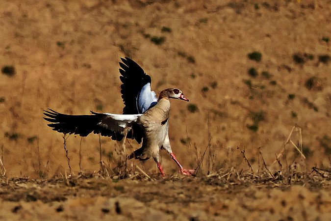 Nilgans  - Krzysztof Czajowski