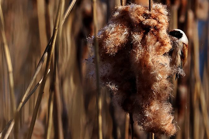 remiz  - Krzysztof Czajowski