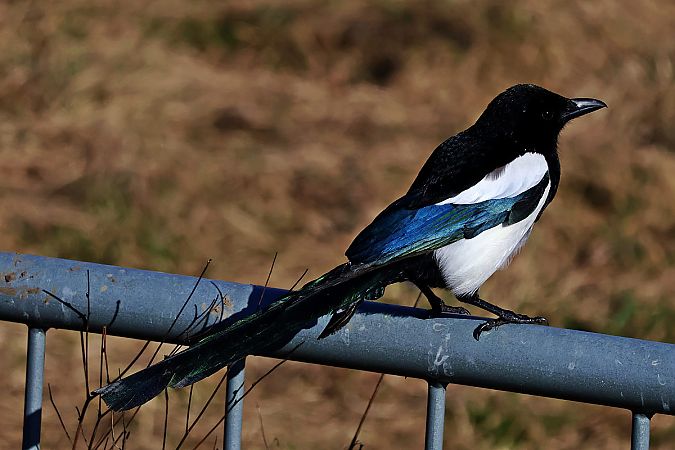 sroka  - Krzysztof Czajowski