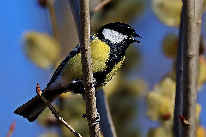 bogatka  - Krzysztof Czajowski