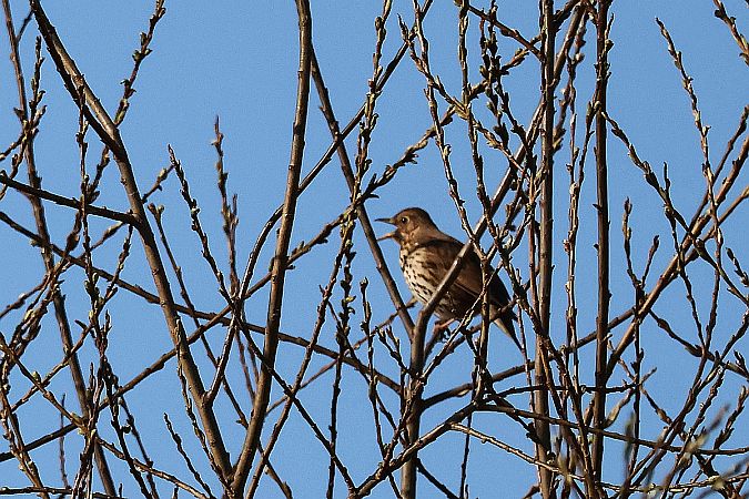 śpiewak  - Krzysztof Czajowski