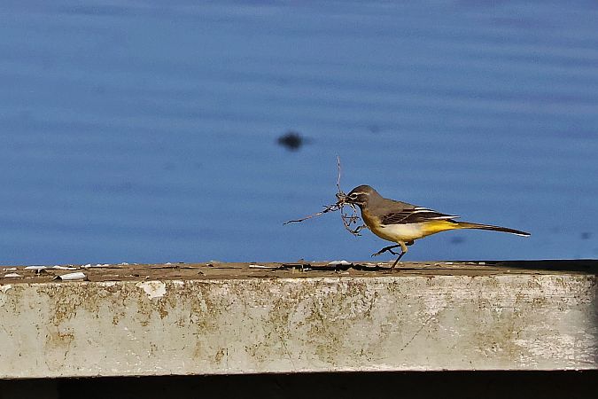 pliszka górska  - Krzysztof Czajowski