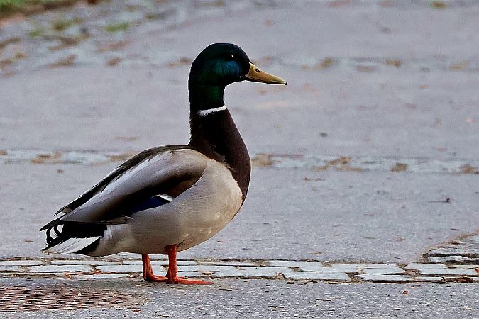Stockente  - Krzysztof Czajowski