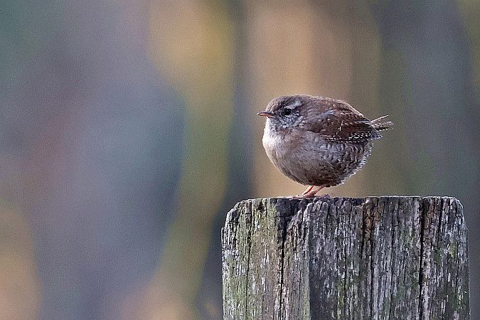 Zaunkönig  - Krzysztof Czajowski