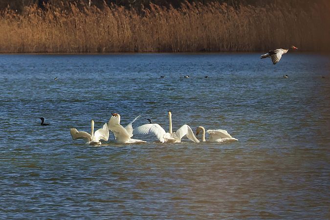 łabędź krzykliwy  - Krzysztof Czajowski