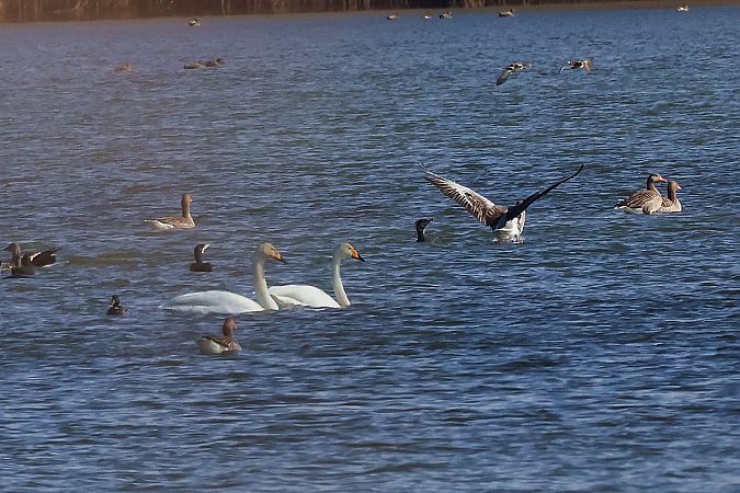 Singschwan  - Krzysztof Czajowski