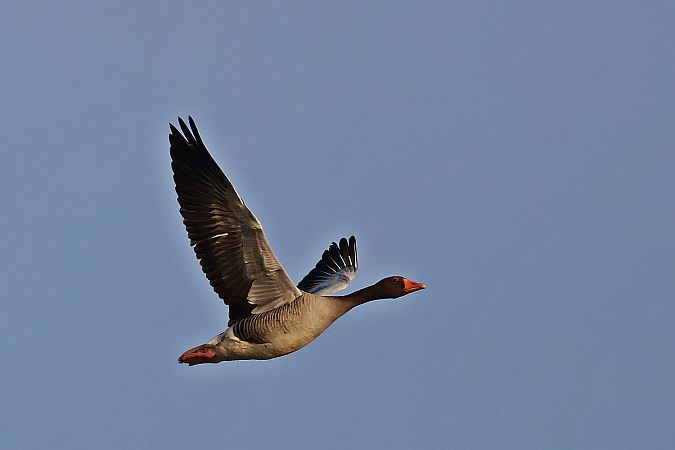 gęgawa  - Krzysztof Czajowski