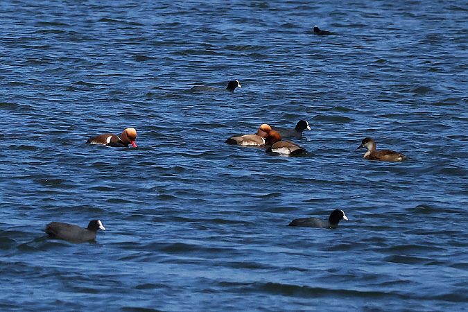 hełmiatka  - Krzysztof Czajowski