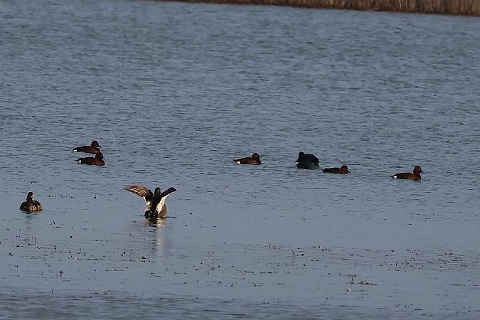 podgorzałka  - Krzysztof Czajowski