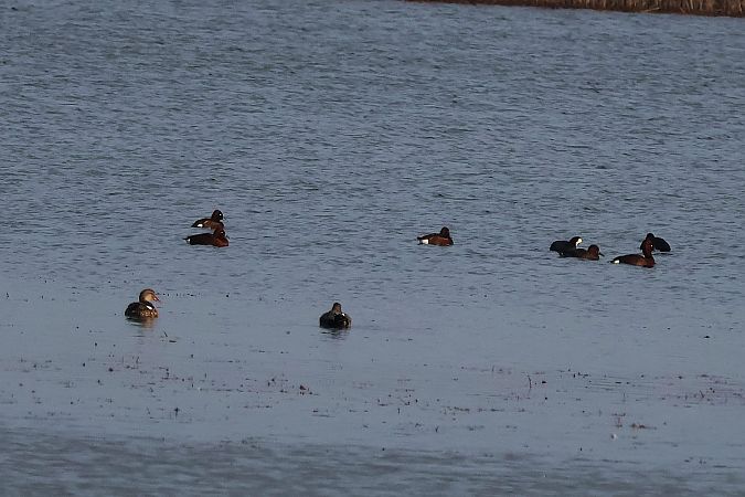 podgorzałka  - Krzysztof Czajowski