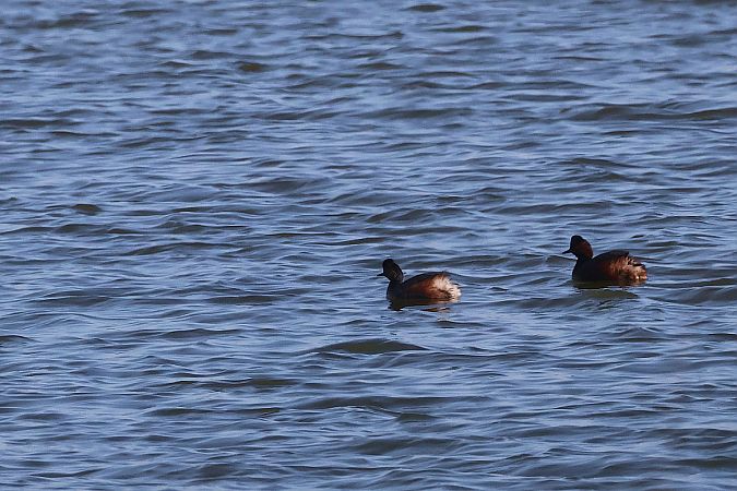 Schwarzhalstaucher  - Krzysztof Czajowski