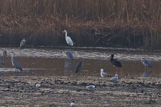 bocian czarny  - Krzysztof Czajowski