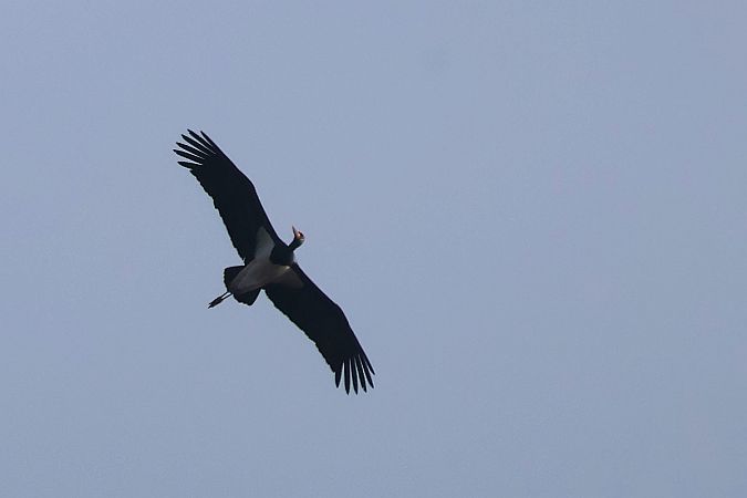 Schwarzstorch  - Krzysztof Czajowski