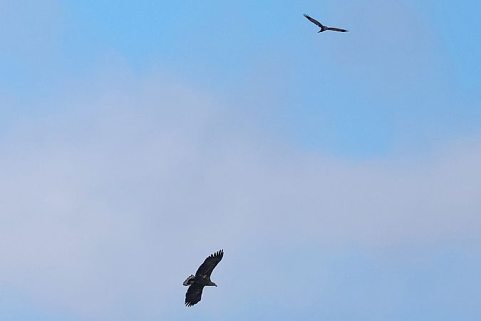 Seeadler  - Krzysztof Czajowski