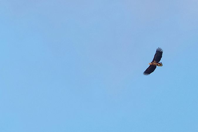 bielik  - Krzysztof Czajowski