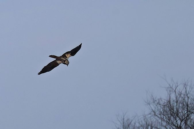 błotniak stawowy  - Krzysztof Czajowski