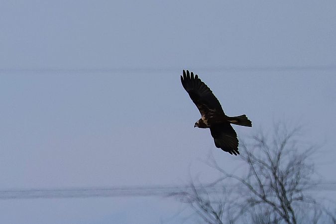 Rohrweihe  - Krzysztof Czajowski