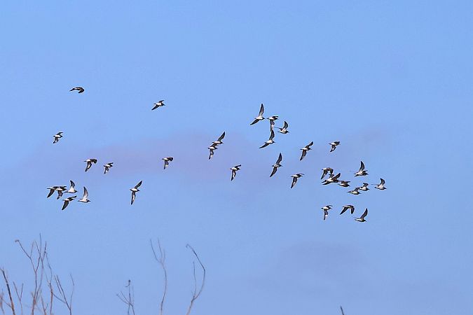 Kampfläufer  - Krzysztof Czajowski