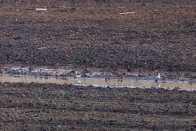 Waldwasserläufer  - Krzysztof Czajowski