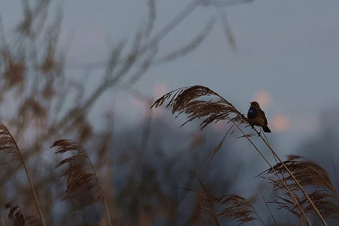 podróżniczek  - Krzysztof Czajowski