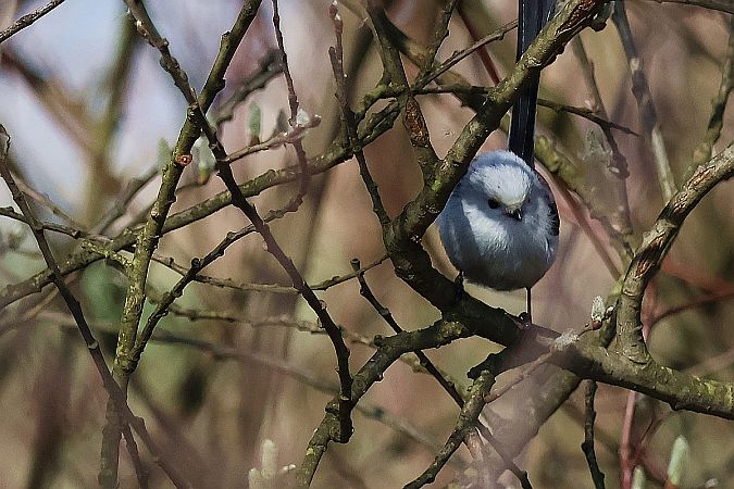 Schwanzmeise  - Krzysztof Czajowski