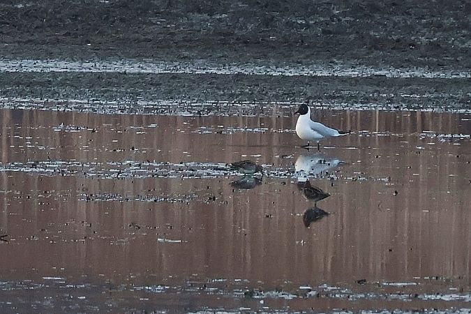 kszyk  - Krzysztof Czajowski