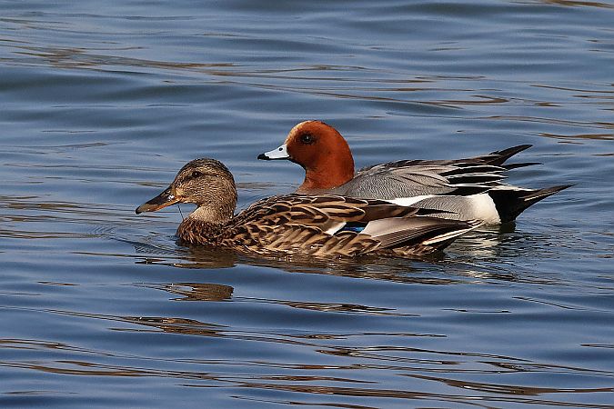 Pfeifente  - Krzysztof Czajowski