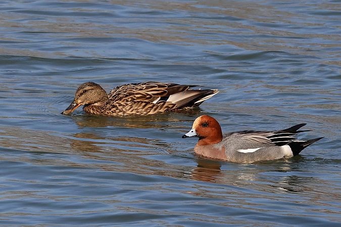 Pfeifente  - Krzysztof Czajowski