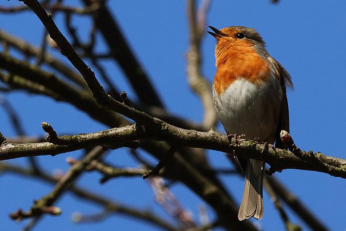 Rotkehlchen  - Krzysztof Czajowski