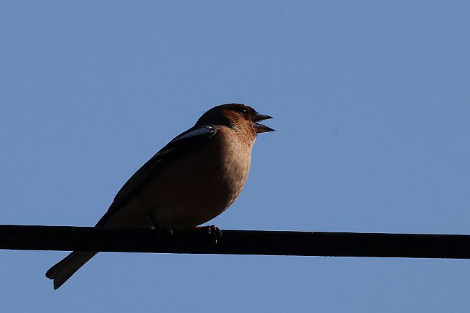 Buchfink  - Krzysztof Czajowski