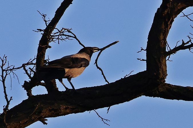 wrona (siwa, ssp. cornix)  - Krzysztof Czajowski