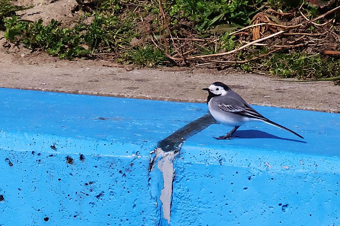 Bachstelze  - Krzysztof Czajowski