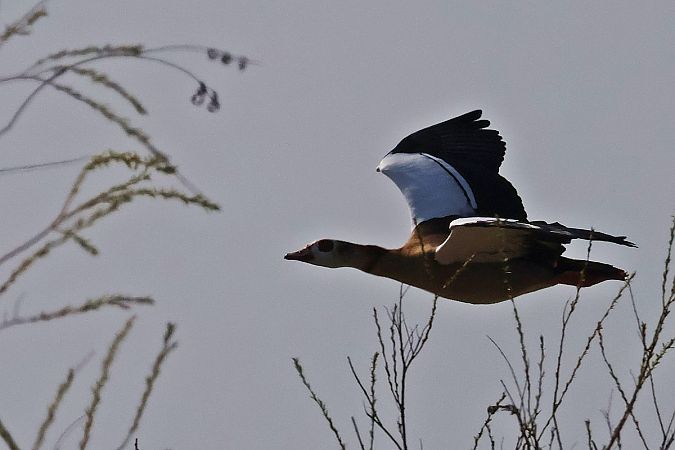 Nilgans  - Krzysztof Czajowski