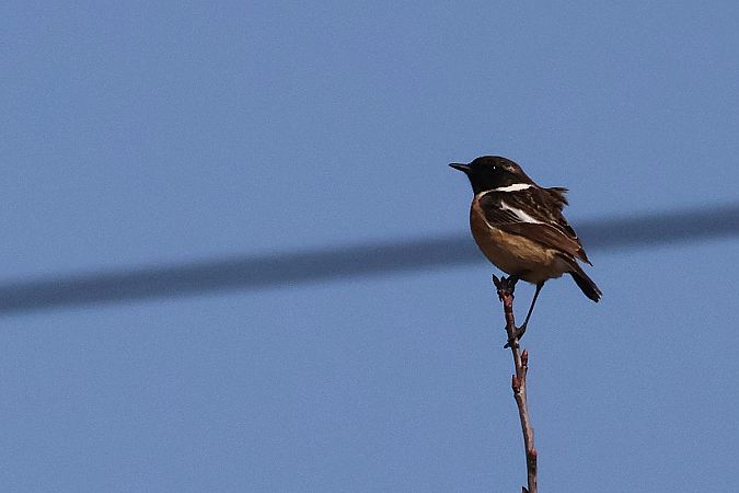 Schwarzkehlchen  - Krzysztof Czajowski